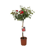 Růže stromková Scarlet Bonica na kmínku 50-60 cm, výška 80-100 cm, květináč 10 l