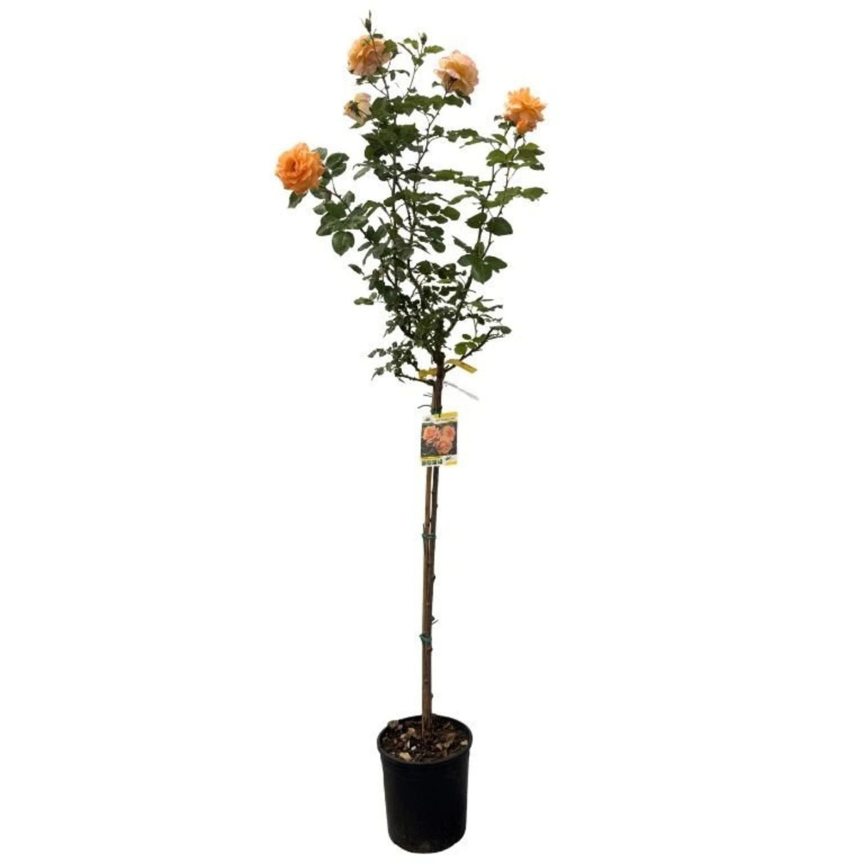 Růže stromková Chateaubrian na kmínku 80-90 cm, výška 110-140 cm, květináč 10 l