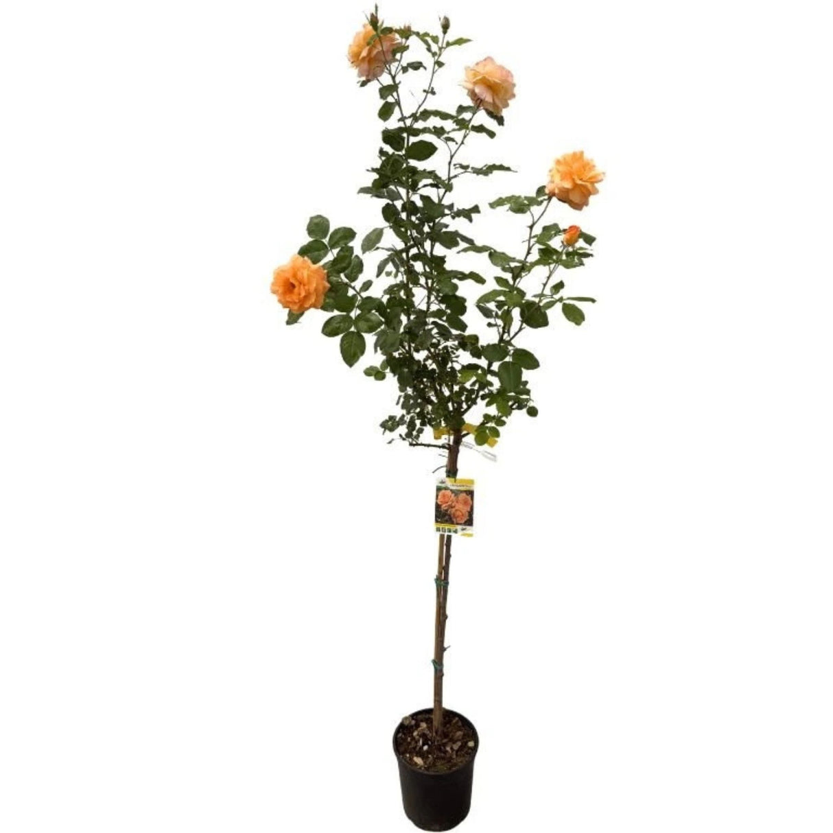 Růže stromková Chateaubrian na kmínku 80-90 cm, výška 110-140 cm, květináč 10 l