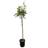 Růže stromková Claus Dalby na kmínku 80–90 cm, výška 110–140 cm, květináč 10 l