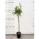 Růže stromková Claus Dalby na kmínku 80–90 cm, výška 110–140 cm, květináč 10 l