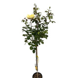 Růže stromková Golden Perfumella na kmínku 90cm, výška 120-130cm, květináč 10 l