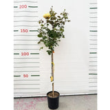 Růže stromková Golden Perfumella na kmínku 90cm, výška 120-130cm, květináč 10 l