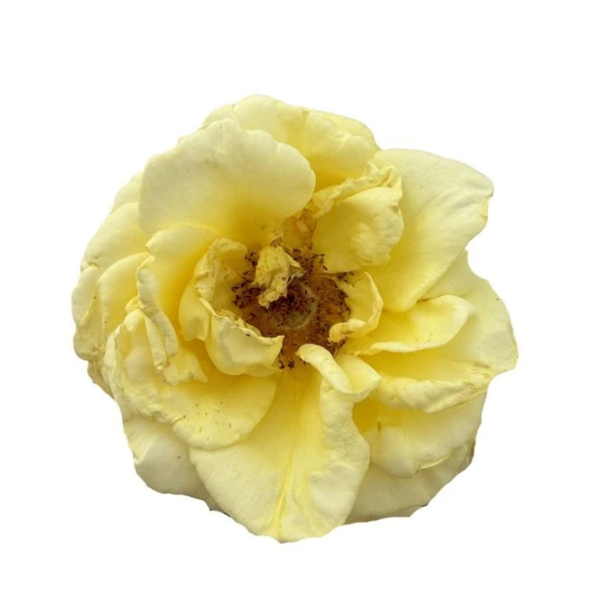Růže stromková Golden Perfumella na kmínku 90cm, výška 120-130cm, květináč 10 l