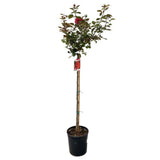 Růže stromková Grande Classe na kmínku 90 cm, výška 120-130 cm, květináč 10 l