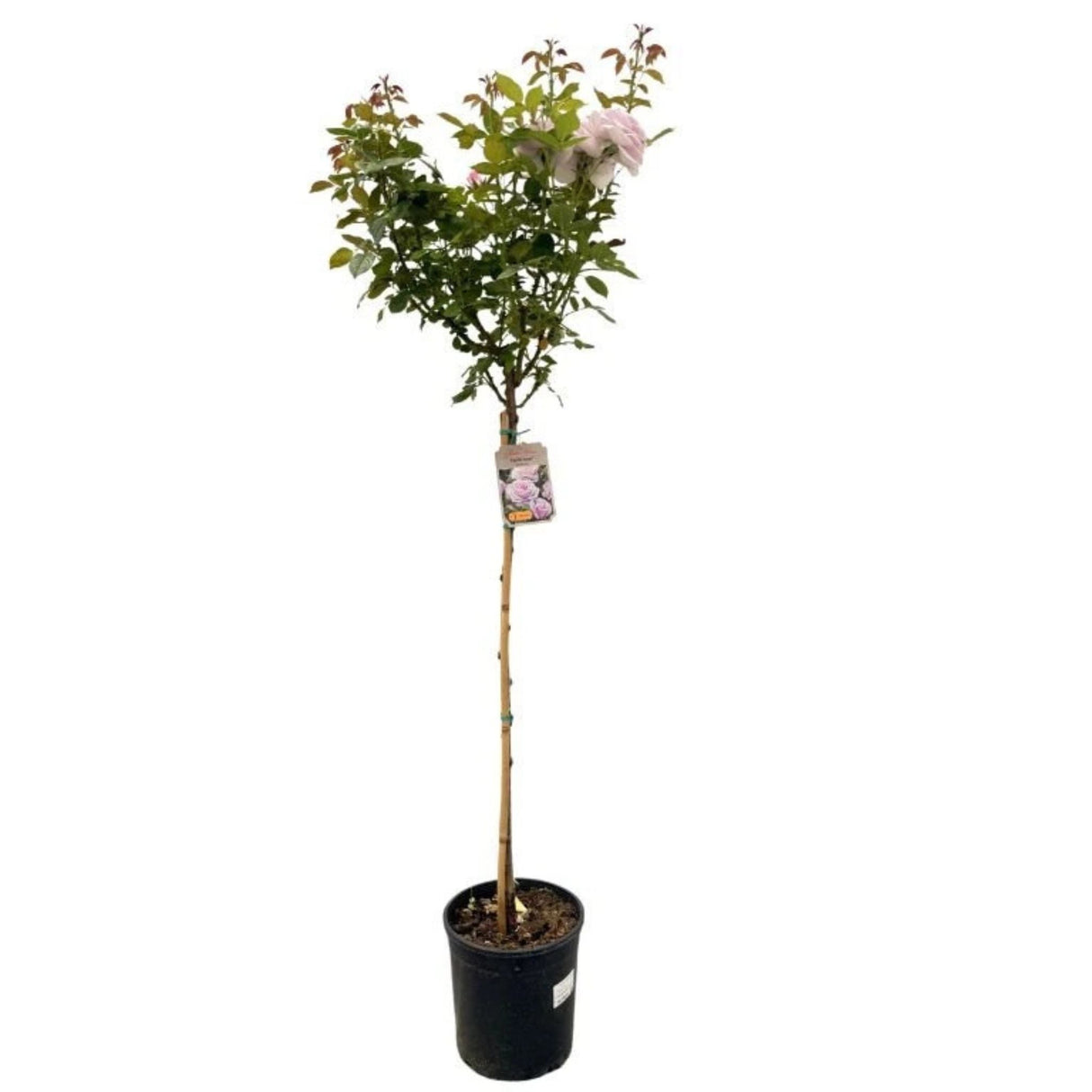 Růže stromková Pacific Blue na kmínku 90 cm, výška 120-130 cm, květináč 10 l