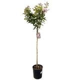 Růže stromková Pacific Blue na kmínku 90 cm, výška 120-130 cm, květináč 10 l