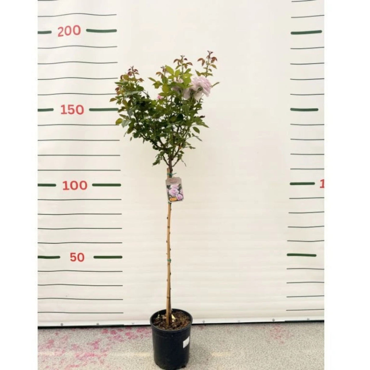 Růže stromková Pacific Blue na kmínku 90 cm, výška 120-130 cm, květináč 10 l