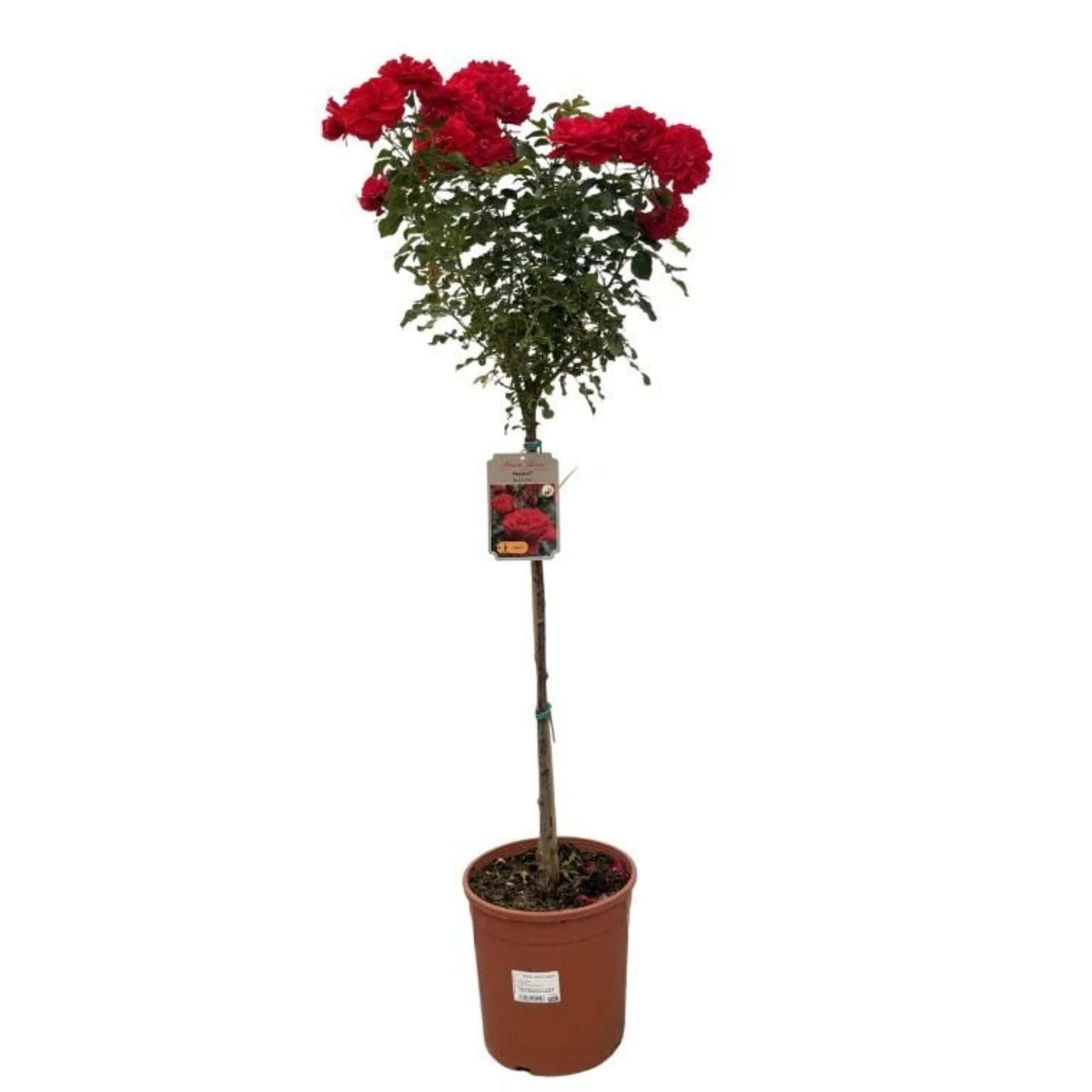 Růže stromková Pepino na kmínku 50–60 cm, výška 80–100 cm, květináč 10 l