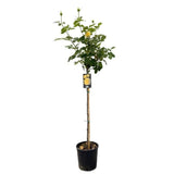 Růže stromková Tivoli na kmínku 80–90 cm, výška 110–140 cm, květináč 10 l