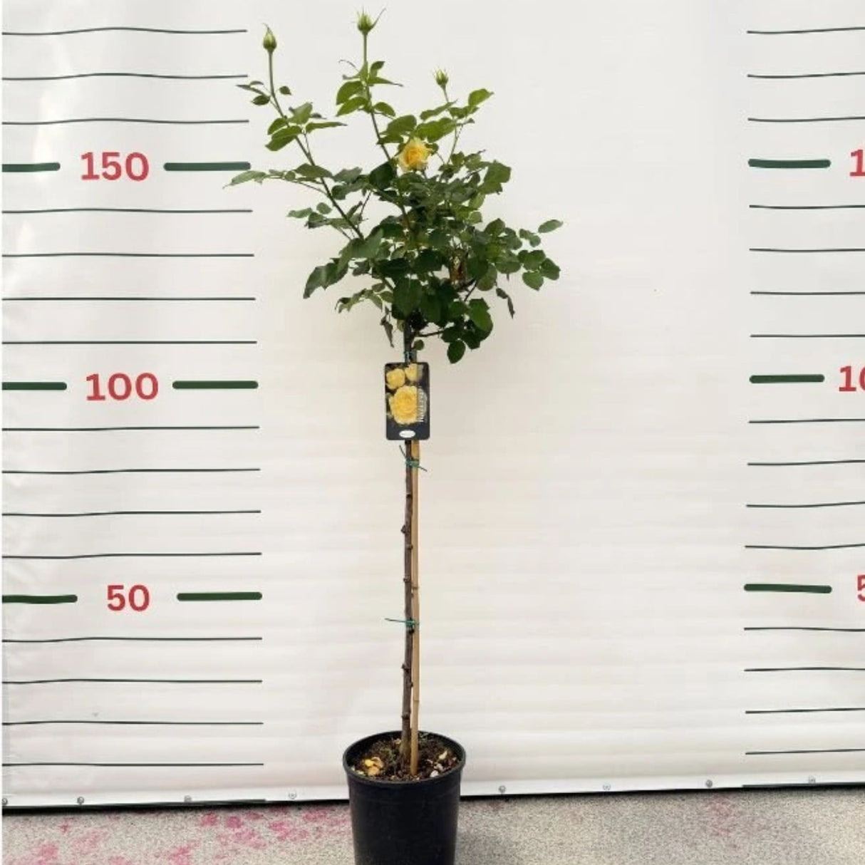 Růže stromková Tivoli na kmínku 80–90 cm, výška 110–140 cm, květináč 10 l