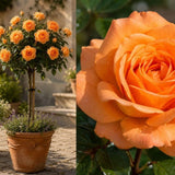 Růže stromková Chateaubrian na kmínku 80-90 cm, výška 110-140 cm, květináč 10 l