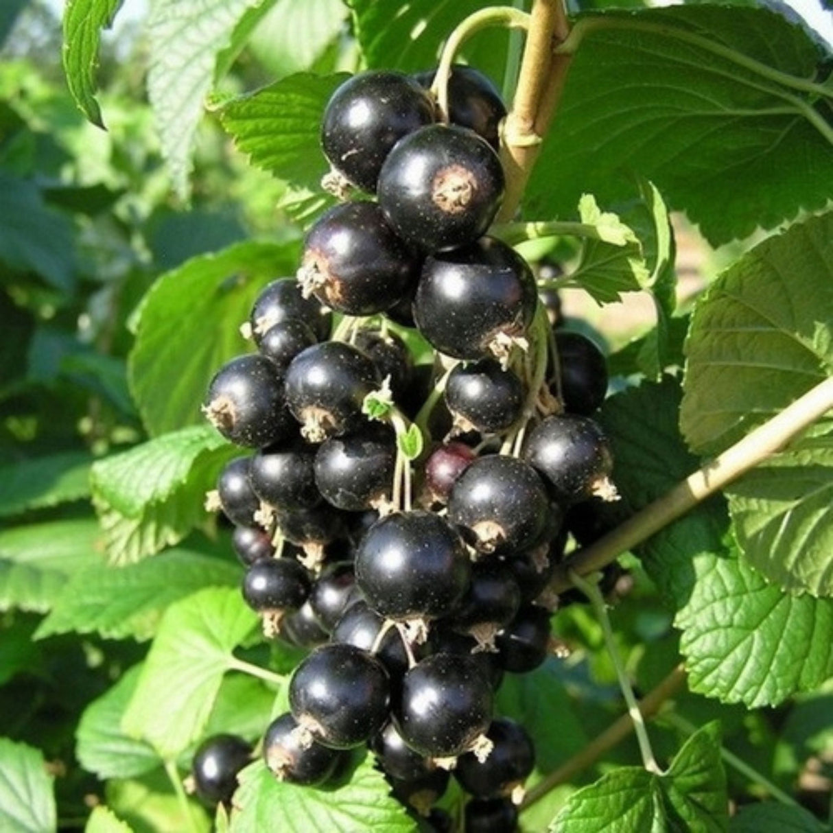 Rybíz keřový Titania, výška 30–40 cm, květináč 17 cm