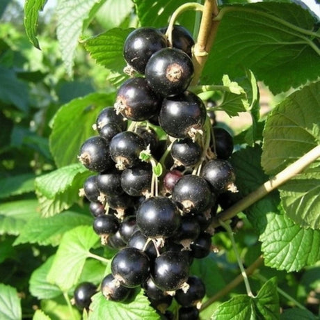 Rybíz keřový Titania, výška 30–40 cm, květináč 17 cm