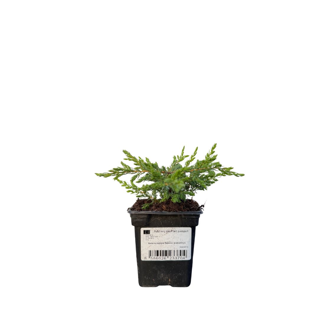 Jalovec obecný Repanda, květináč 9 cm