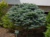 Smrk pichlavý Glauca Globosa na kmínku 40–50 cm, výška 60–80 cm, květináč 9 l