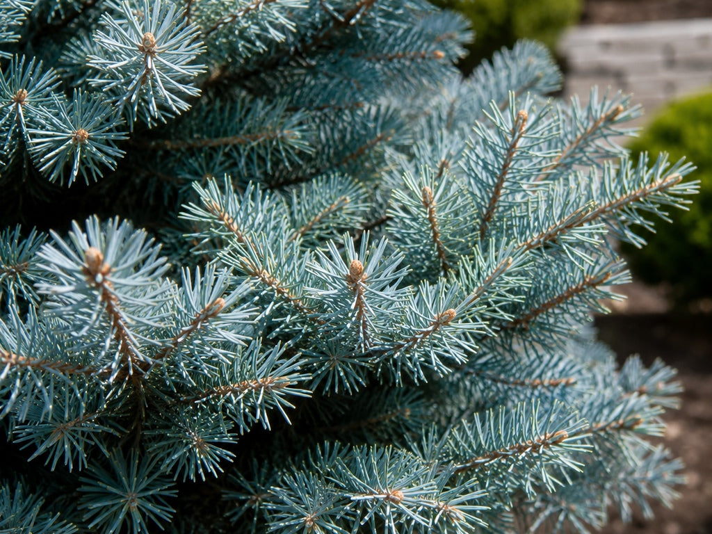 Smrk pichlavý Glauca Globosa na kmínku 40–50 cm, výška 60–80 cm, květináč 9 l