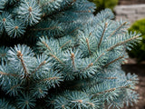 Smrk pichlavý Glauca Globosa na kmínku 40–50 cm, výška 60–80 cm, květináč 9 l