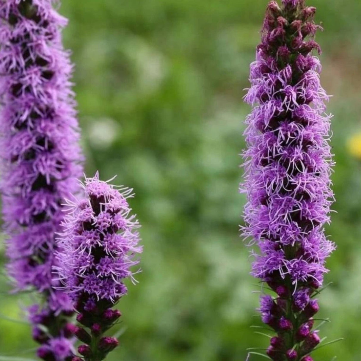 Šuškarda Floristan Violet, květináč 9 cm