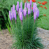 Šuškarda Floristan Violet, květináč 9 cm