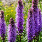 Šuškarda Floristan Violet, květináč 9 cm