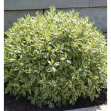 Svída bílá 'Elegantissima', výška 40-60 cm, květináč 3 l