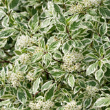 Svída bílá 'Elegantissima', výška 40-60 cm, květináč 3 l