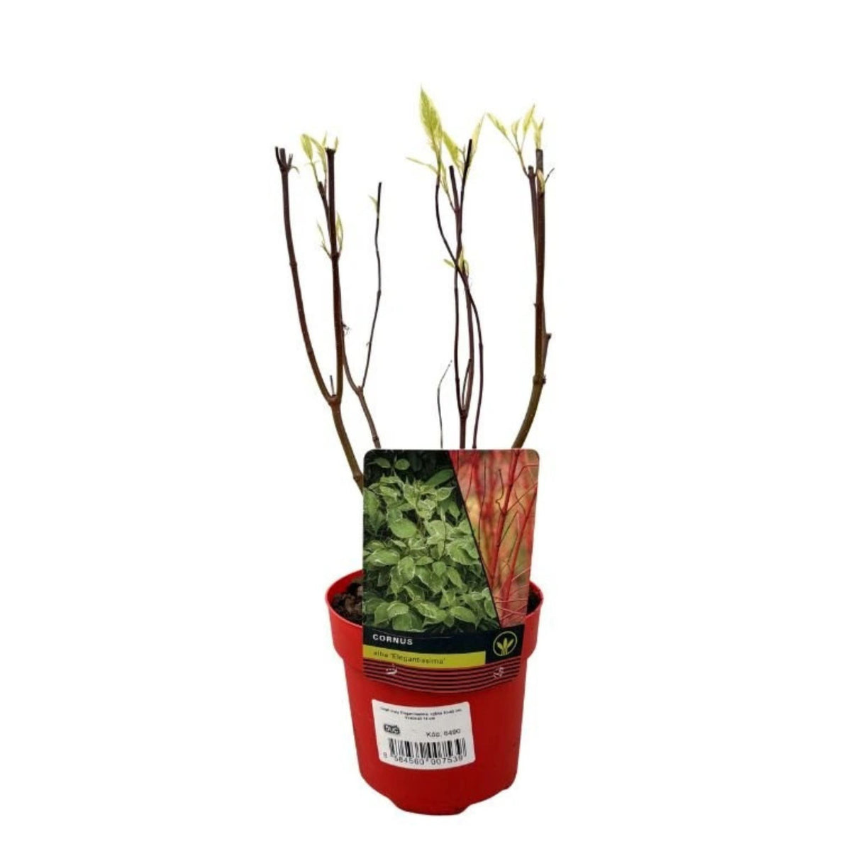 Svída bílá 'Elegantissima', výška 40-60 cm, květináč 3 l