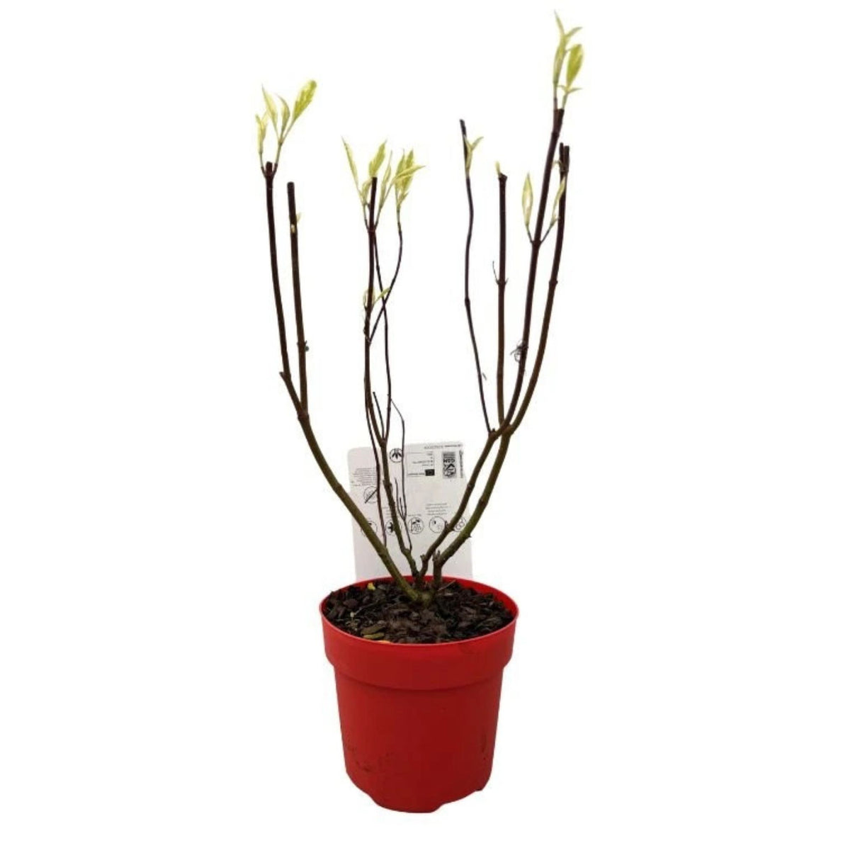 Svída bílá 'Elegantissima', výška 40-60 cm, květináč 3 l