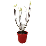 Svída bílá 'Elegantissima', výška 40-60 cm, květináč 3 l