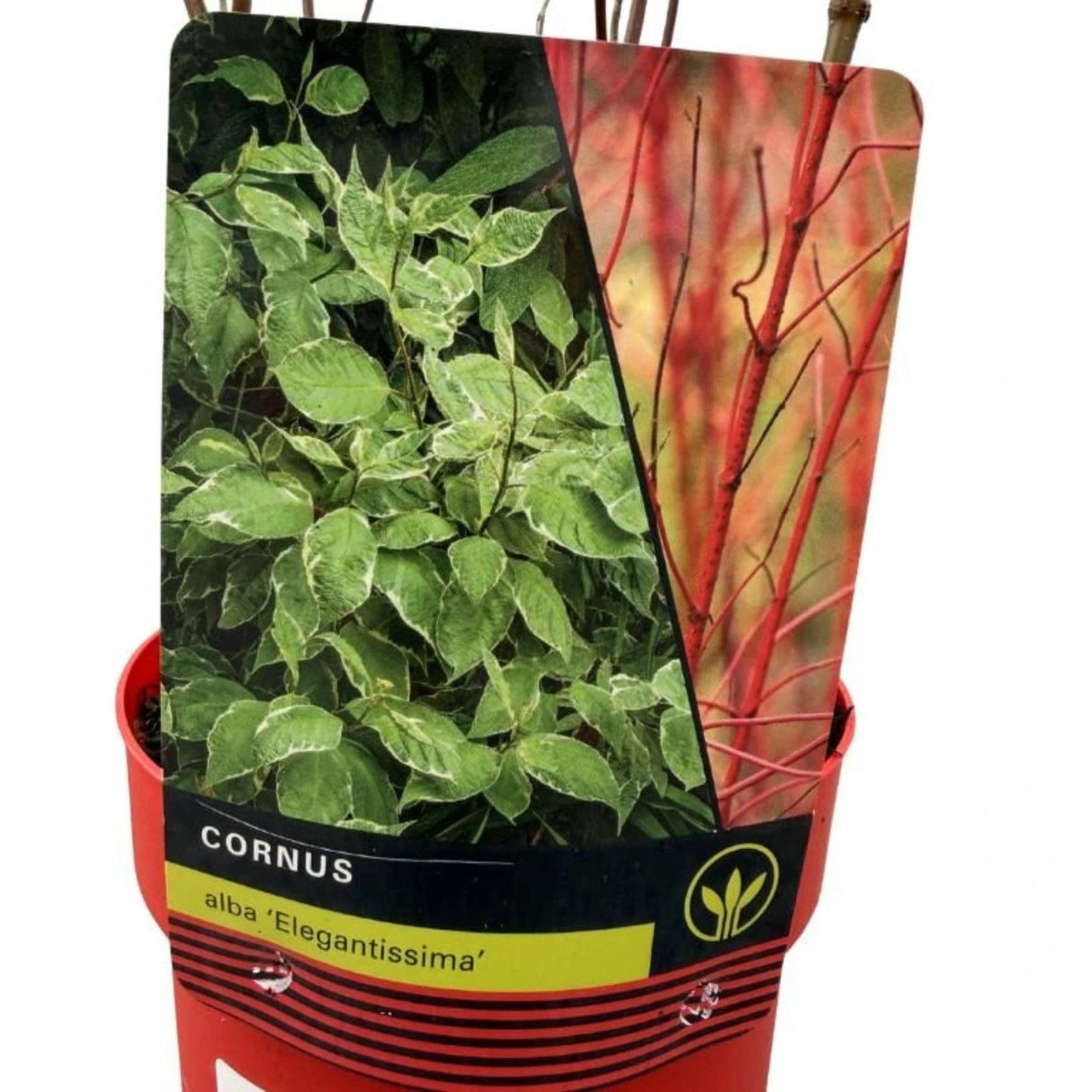 Svída bílá 'Elegantissima', výška 40-60 cm, květináč 3 l