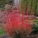 Svída bílá Sibirica, výška 40-60 cm, květináč 3 l