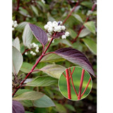 Svída bílá Sibirica, výška 40-60 cm, květináč 3 l