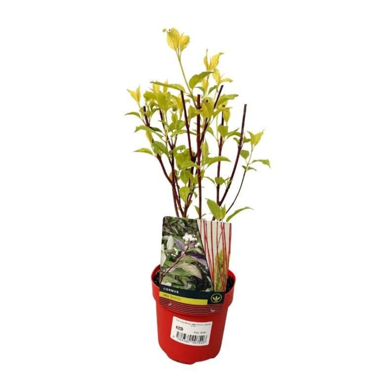 Svída bílá Sibirica, výška 40-60 cm, květináč 3 l