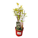 Svída bílá Sibirica, výška 40-60 cm, květináč 3 l