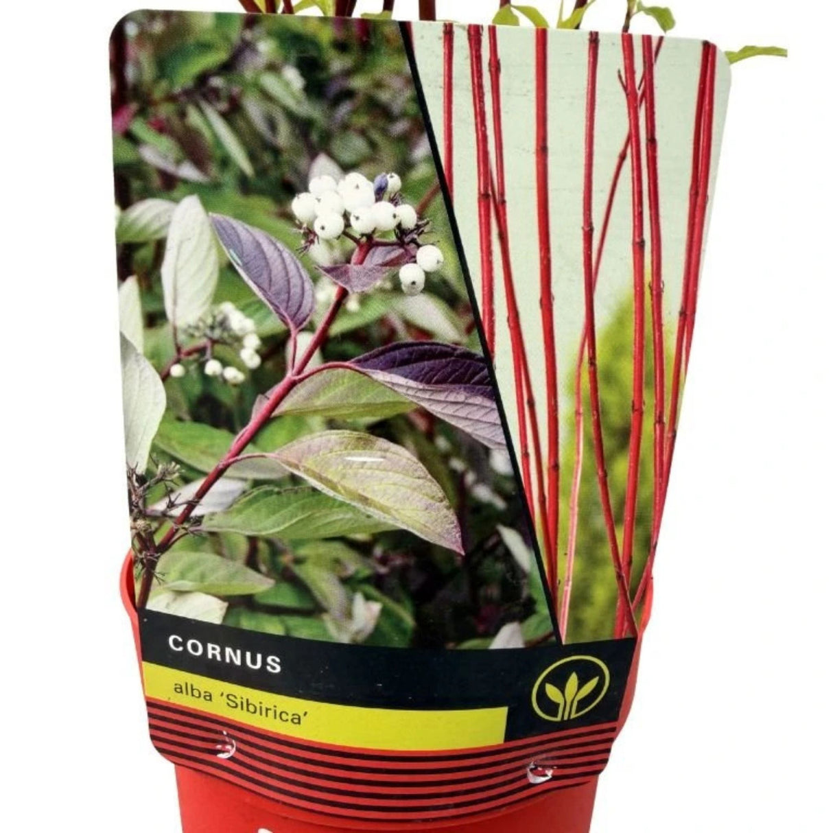 Svída bílá Sibirica, výška 40-60 cm, květináč 3 l