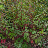 Svída bílá Sibirica, výška 40-60 cm, květináč 3 l