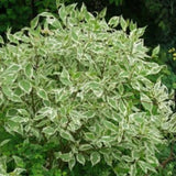 Svída bílá 'Elegantissima', výška 40-60 cm, květináč 3 l