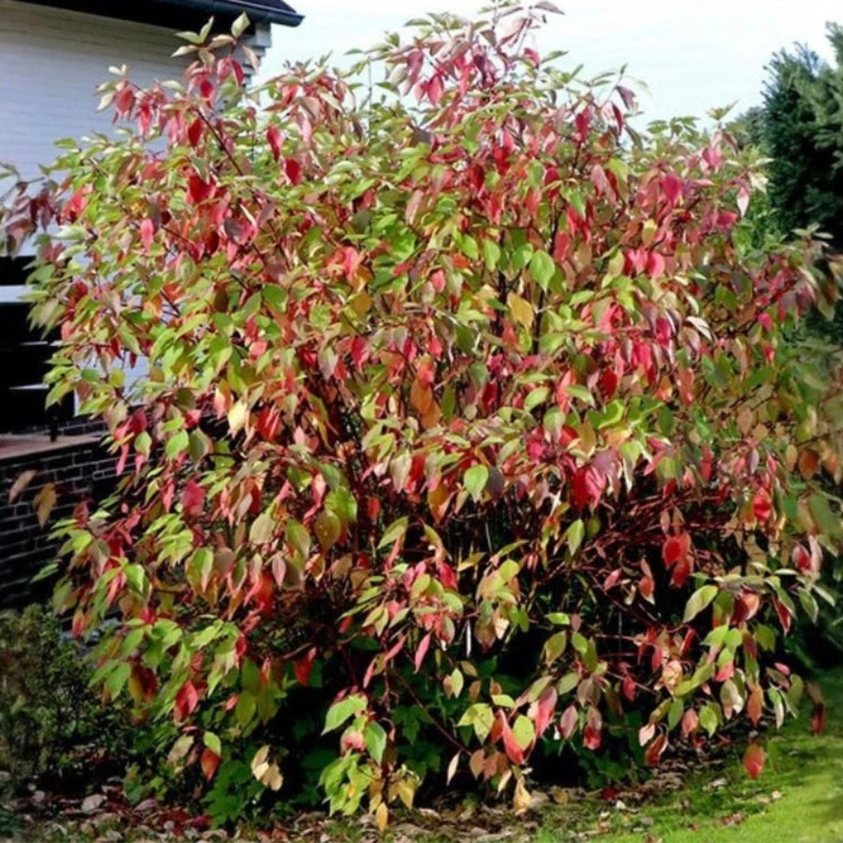 Svída bílá Sibirica, výška 40-60 cm, květináč 3 l