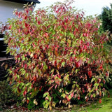 Svída bílá Sibirica, výška 40-60 cm, květináč 3 l