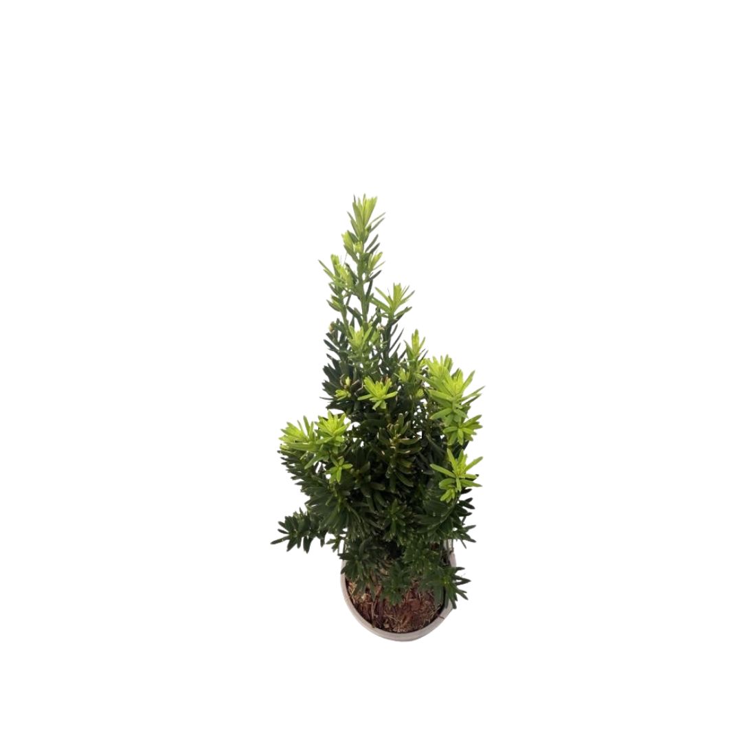 Tis prostřední Hillii, výška 30–40 cm, květináč 11 cm