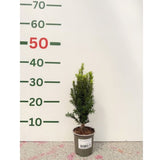 Tis prostřední Hillii, výška 30–40 cm, květináč 11 cm
