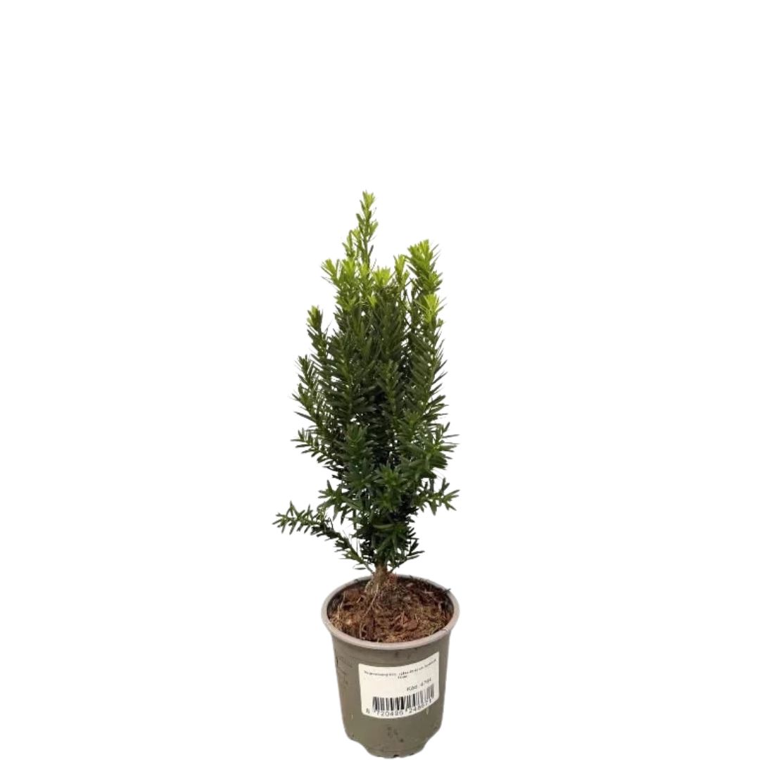 Tis prostřední Hillii, výška 30–40 cm, květináč 11 cm