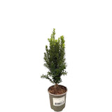 Tis prostřední Hillii, výška 30–40 cm, květináč 11 cm