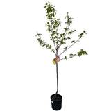 Kaki, tomel Ragno na kmínku 80-100 cm, výška 160-200 cm, květináč 10 l