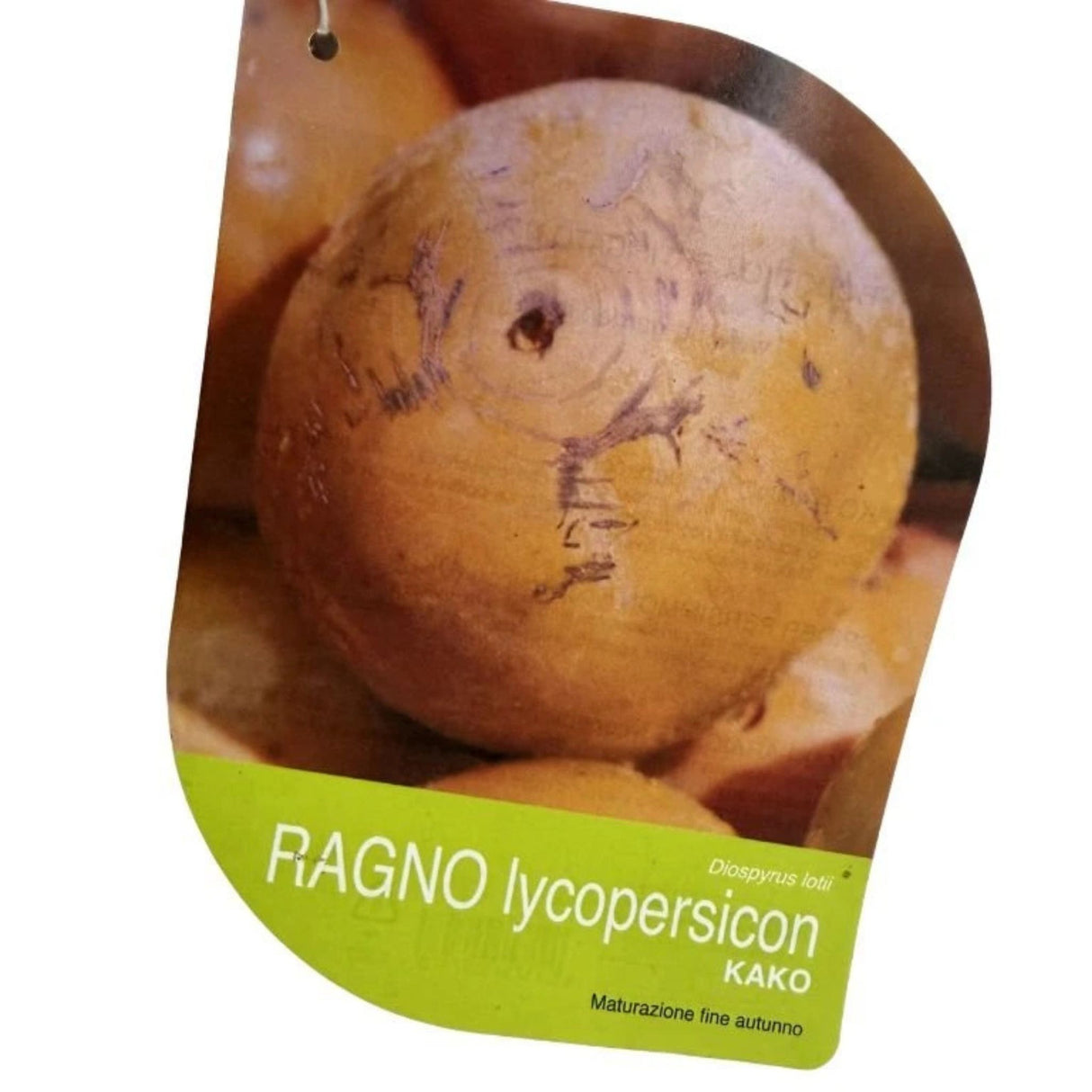 Kaki, tomel Ragno na kmínku 80-100 cm, výška 160-200 cm, květináč 10 l