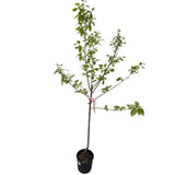 Kaki, tomel Ragno na kmínku 80-100 cm, výška 160-200 cm, květináč 10 l