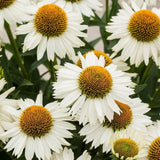 Třapatkovka nachová Meditation White, květináč 11 cm