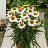 Třapatkovka nachová Meditation White, květináč 11 cm