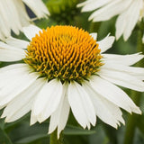 Třapatkovka nachová Meditation White, květináč 11 cm